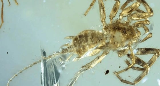 عناكب كانت تعيش قبل 100 مليون سنة تشكك في معتقد راسخ