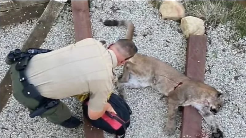 بالفيديو.. أم تدخل في صراع عنيف مع أسد لإنقاذ طفلها