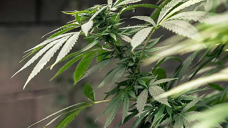 دولة تتيح توصيل الحشيش عبر "أوبر"