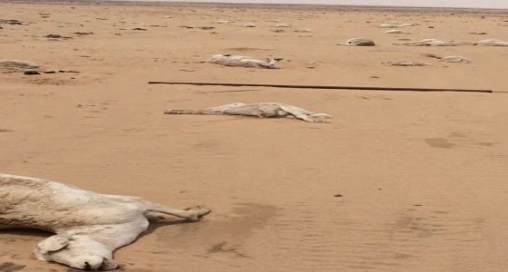 نفوق 150 رأسا من الغنم.. والسبب سيول " نمران "