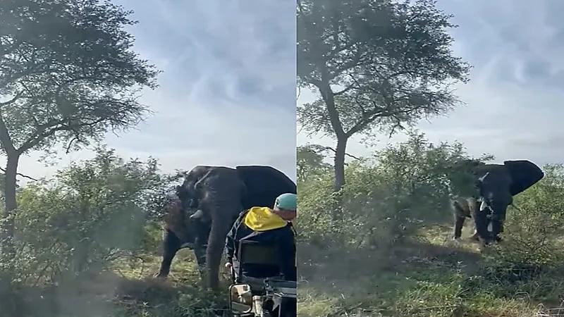 شاهد..عقاب قاس لأشخاص أزعجوا أفيالًا في موسم التزاوج