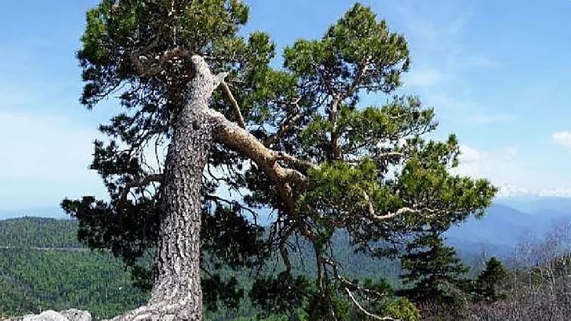 مصرع رجل وإصابة امرأة بعدما سقطت شجرة عليهما بسبب الرياح