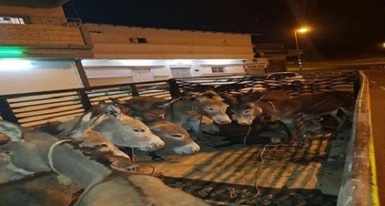 بعد محاولتهم تهريب 14 حمار.. تفاصيل العقوبات التي تنتظر المتورطين بالقضية