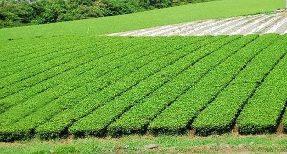 " البيئة " تستعين بالمسح الفضائي لترشيد المياه ..وتتوعد زارعي الأعلاف