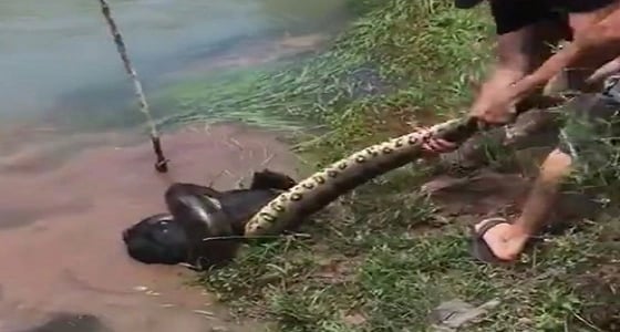 بالفيديو.. معركة عنيفة بين قرويين وأناكوندا لانقاذ كلب