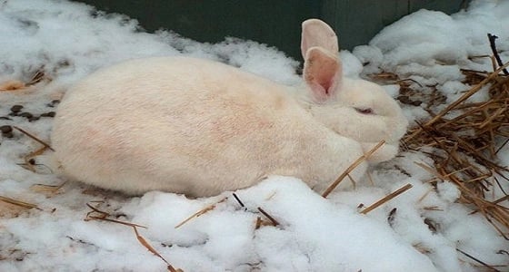 قوات الأمن في مهمة " خاصة " لإنقاذ أرنب