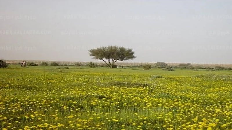 المسند: الإنفلونزا الموسمية تنشط في موسم "الوسم"