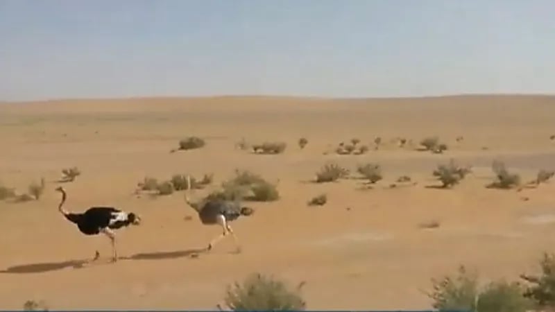 الحياة الفطرية توضح متطلبات إصدار شهادة ملكية اقتناء الكائنات إلكترونياً (فيديو)