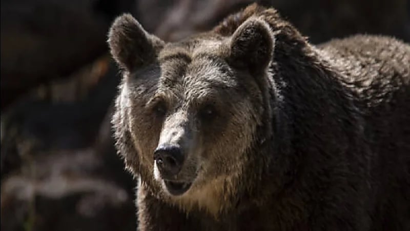 شاهد.. أم تتجرد من مشاعرها وترمي طفلها في حظيرة الدببة