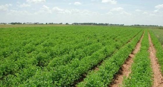 مجلس تنسيقي بين العراق والمملكة للاستثمار بالأراضي الزراعية بـ " الأنبار "