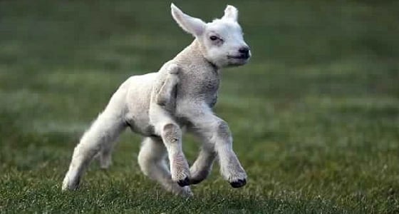 بالصور.. ولادة نادرة لحمل بخمسة أرجل ونصف