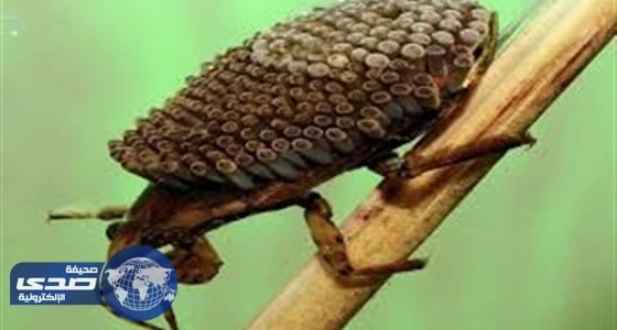 الحشرة " النارية الشيطانية " تغزو فرنسا وتدمر الحدائق والغابات