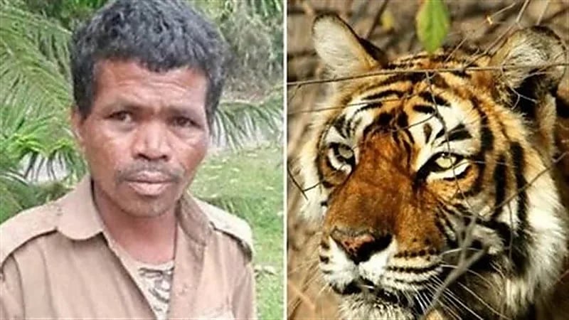 أنثى نمر تهاجم حارس حديقة حيوانات وتلتهم جسده حتى الموت 