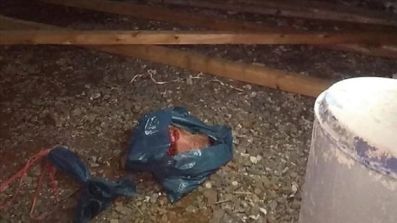 امرأة تُرسل لخطيبها السابق رأس " خنزير "