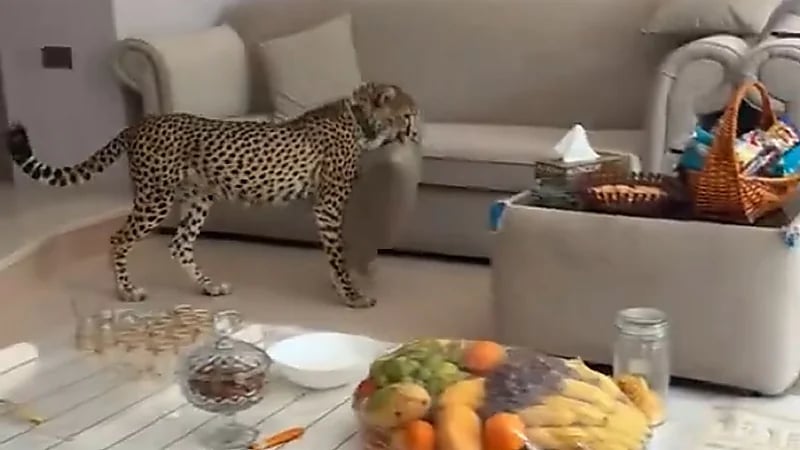 رجل يوثق تجول الفهود داخل منزله بهدوء..فيديو