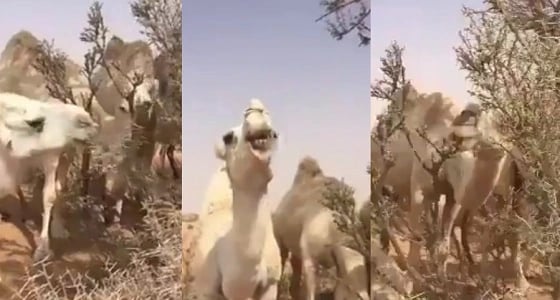 بالفيديو.. قدرة الإبل على أكل الشجيرات ذات الأشواك