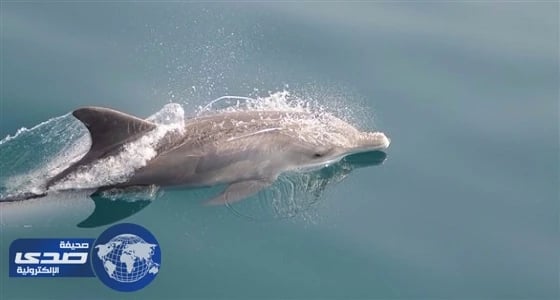 أكبر عدد دلافين المحيط الهندي الحدباء في العالم بأبوظبي