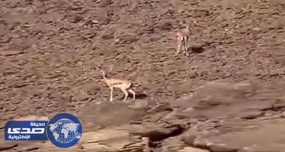 بالفيديو.. نجاة شابان من الموت خلال اصطياد فريسة