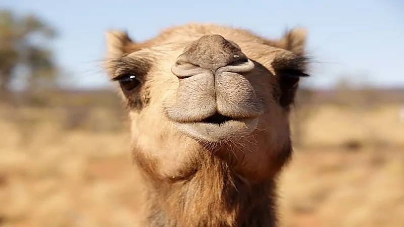 إنقاذ شاب تعرض لعضة بليغة في العنق من جمل بالقصيم