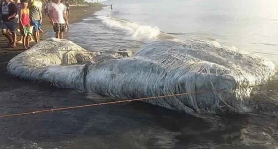 بالفيديو.. كائن غريب يثير الرعب بين المواطنين في الفلبين