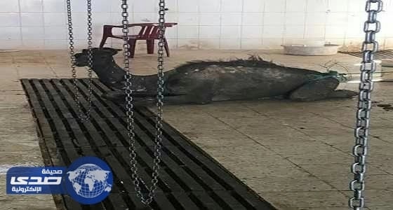 بلدية مهد الذهب تكشف حقيقة حاشي الجرب