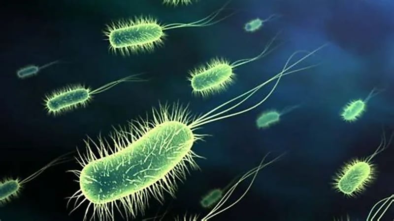 بكتريا مميتة آكلة للحوم تنتشر في أمريكا