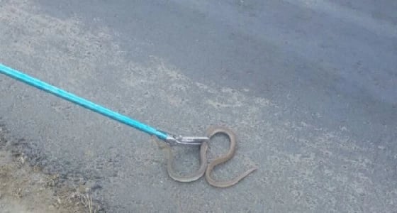 استخراج ثعبان بخزان مياه مواطن بحي الجامعيين