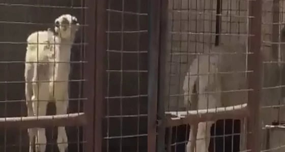 بالفيديو.. ملحمة بنجران تبيع لحم " قعدان " مريضة ومطالبات بتكثيف الرقابة