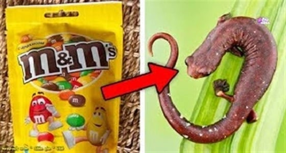 بالفيديو.. 10 أطعمة إذا علمت مما صنعت لن تتناولها مجددا