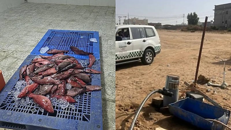 ضبط ومصادرة 144 كيلوجرامًا من أسماك الناجل والطرادي خلال فترة الحظر