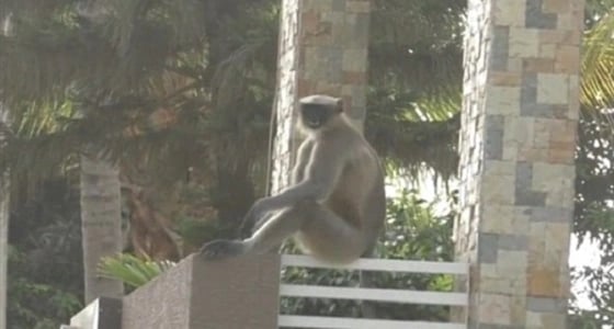 بالفيديو.. قرود تسيطر على قرية وتحرم سكانها من الخروج