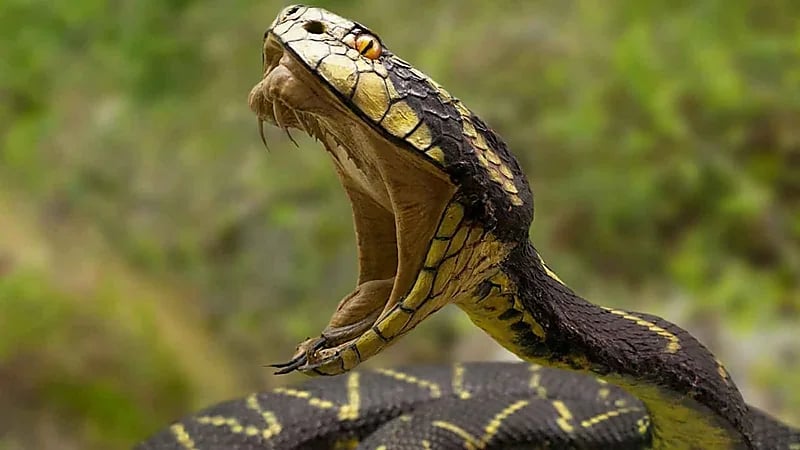 شاب يتخلص من جثة فتاة ويدعي وفاتها بلدغة أفعى