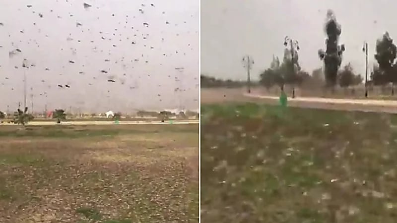 بالفيديو.. أسراب كبيرة من الجراد تغزو سماء الرس