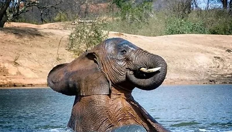 دراسة : الأفيال تساهم في علاج السرطان