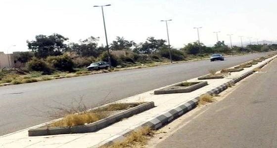 أمين الطائف يدشن حملة " اغرسها " لزراعة 400 شتلة