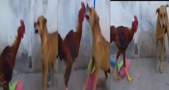 بالفيديو..بثقة في النفس وشراسة..ديك يواجه كلب ويرعبه