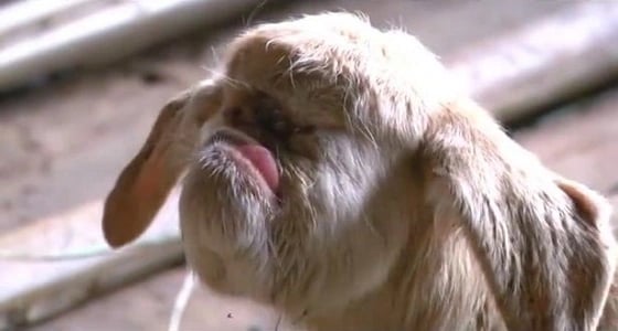 بالفيديو.. ولادة نادرة لماعز بعين واحدة والأهالي يتباركونها