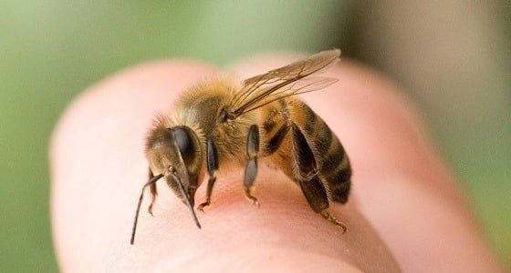 سم الأفاعي والنحل له نفس تأثير " البوتكس " على البشرة