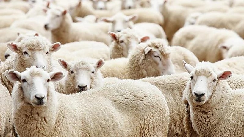 العمري: واردات المواشي في 2023 ستقضي على أي نوايا لرفع الأسعار