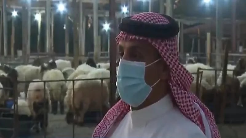 بالفيديو.. سرقات وسوء نظافة وسيطرة عمالة بسوق مواشي الثقبة