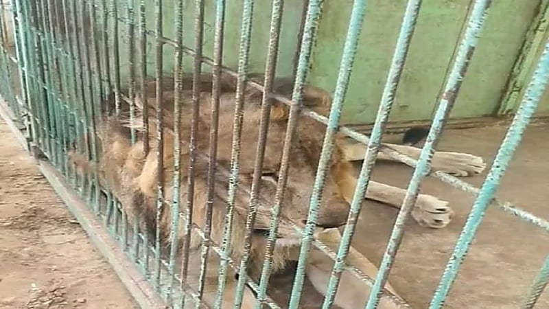 حقيقة هروب أسد من قفص سيرك في بيش