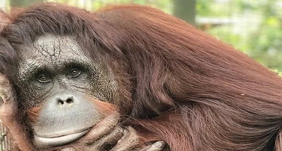 شخصان يطلقون الرصاص على " إنسان الغاب " بإندونسيا