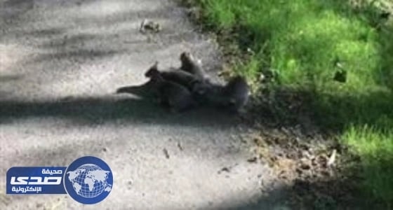 مؤشرات الأسهم الأمريكية تغلق على تباين