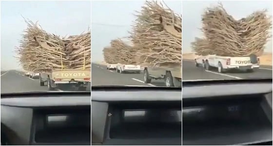 بالفيديو.. سيارات الاحتطاب الجائر تتحدى القوانين