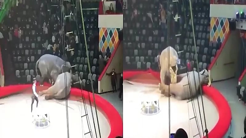 بالفيديو.. عراك شرس بين فيلين يتسبب في إلغاء سيرك