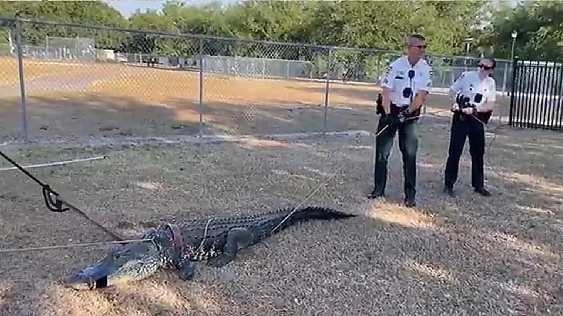 تمساح ضخم يقتحم مدرسة أطفال .. صور