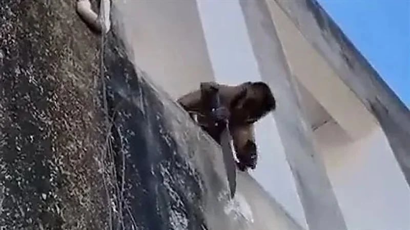 قرد يتسلح بسكين كبير ويثير رعب المارة