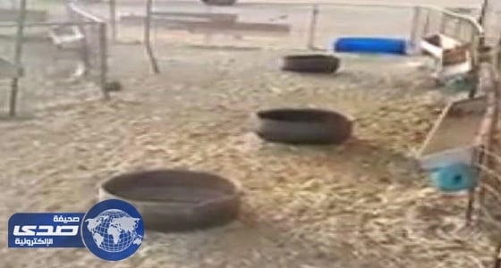 بالفيديو.. لصوص يسرقون 85 رأسا من الغنم