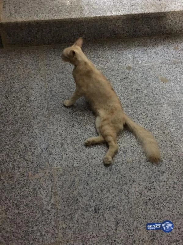 بالفيديو والصور.. الدفاع المدني بجازان يٌخلص قدم قطة من أسفل محول كهربائي