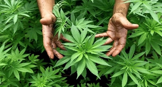 " بيرو " خامس دولة بأمريكا اللاتينية تشرع " الحشيش " لأغراض طبية